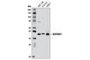 SUV39H1 (D11B6) Rabbit mAb