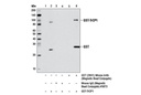 GST (26H1) Mouse mAb (Magnetic Bead Conjugate)