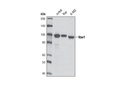 Vav1 (D45G3) Rabbit mAb