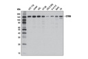 CTR9 (D1Z4F) Rabbit mAb