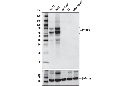 PCSK9 (D5K4S) Rabbit mAb