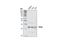 Tollip Antibody