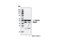 MEK2 (13E3) Rabbit mAb