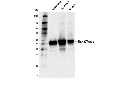 Na K-ATPase β1 (D8W8J) Rabbit mAb