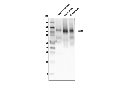 NCX1 (D3F3H) Rabbit mAb