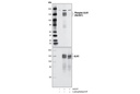 Phospho-ULK1 (Ser467) Antibody