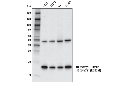 Tri-Methyl-Histone H3 (Lys79) (E8B3M) Rabbit mAb