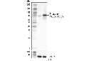 Phospho-PKCδ (Thr505) (D8K4R) Rabbit mAb