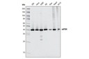 eIF3H (D9C1) XP Rabbit mAb