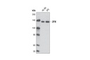 ZFX (L28B6) Mouse mAb