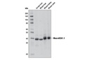 MacroH2A1.1 (D5F6N) Rabbit mAb