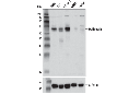 Optineurin (D2L8S) Rabbit mAb