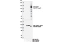UBE1L/UBA7 (D6U4S) Rabbit mAb