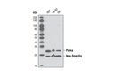 Puma Antibody