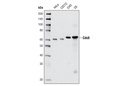Cdc6 (C42F7) Rabbit mAb