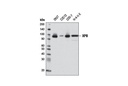 XPB (2C6) Mouse mAb