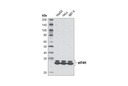 eIF4H (D85F2) XP Rabbit mAb