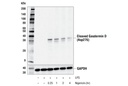 Cleaved Gasdermin D (Asp276) (E3E3P) Rabbit mAb