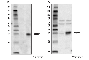 CHOP Control Cell Extracts