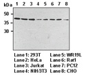 Anti-Atg3 mAb