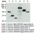 Anti-DDDDK-tag mAb