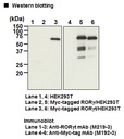 Anti-RORγt mAb