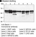 Anti-Beclin 1 pAb