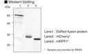 Anti-RFP pAb