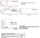 Anti-2,2,7-trimethylguanosine (m3G/TMG) mAb