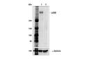 p300 (E6D1T) Rabbit mAb
