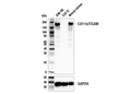 CD11b/ITGAM (E6E1M) Rabbit mAb