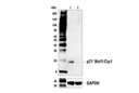 p21 Waf1/Cip1 (E2R7A) Rabbit mAb