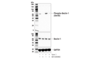 Phospho-Beclin-1 (Ser30) (E1C4X) Rabbit mAb