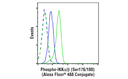 Phospho-IKKalpha/beta (Ser176/180) (16A6) Rabbit mAb (Alexa Fluor 488 Conjugate)