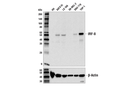 IRF-8 (E6J8Q) XP Rabbit mAb