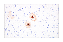 beta-Amyloid (1-42) (E6D5M) Rabbit mAb