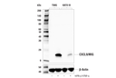CXCL9/MIG (E6Z5W) Rabbit mAb
