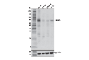 NCOA4 (E8H8Z) Rabbit mAb