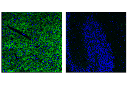 Dopamine D(2) Receptor/D2R (E1U8K) Rabbit mAb