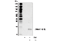 Cleaved-IL-1β (Asp116) (D3A3Z) Rabbit mAb (Biotinylated)
