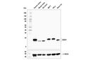 SOD1 (E4G1H) XPRabbit mAb