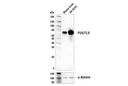 FUS/TLS (E3O8I) Rabbit mAb