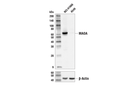 MAOA (E2H1G) XP Rabbit mAb