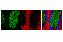 Anti-rat IgG (H+L)(Alexa Fluor 647 Conjugate)